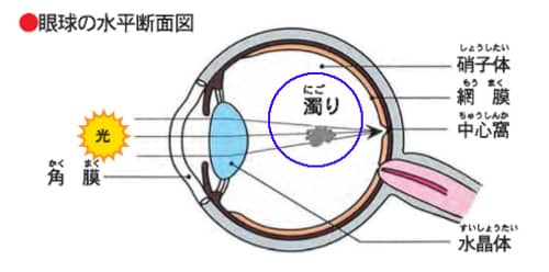 眼球の水平断面図