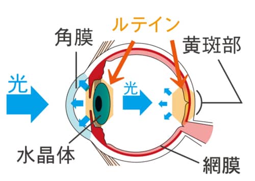 目のルテイン部